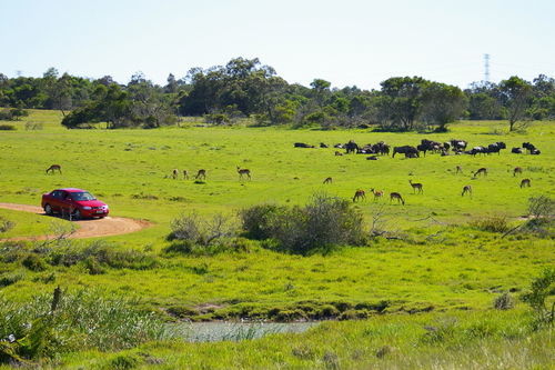 Отель Kragga Kamma Game Park Порт-Элизабет Экстерьер фото