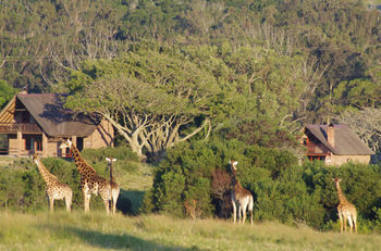 Отель Kragga Kamma Game Park Порт-Элизабет Экстерьер фото